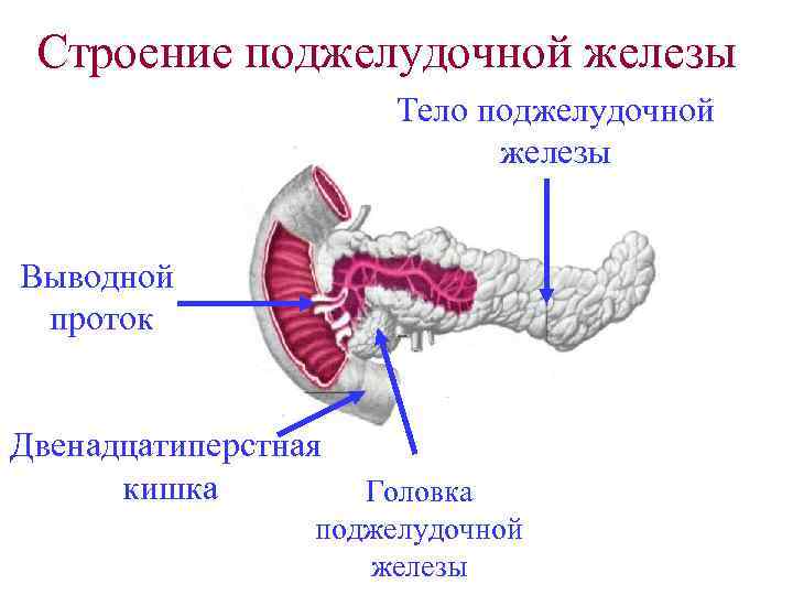 Строение поджелудочной железы Тело поджелудочной железы Выводной проток Двенадцатиперстная кишка Головка поджелудочной железы 