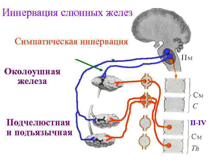 Иннервация слюнных желез Парасимпатическая иннервация Симпатическая иннервация Chorda n. glossopharengeus tympani Околоушная железа Подчелюстная