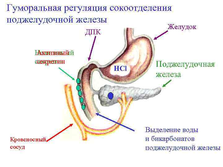 Гуморальная регуляция сокоотделения поджелудочной железы Желудок ДПК Неактивный Активный секретин Кровеносный сосуд HCl Поджелудочная