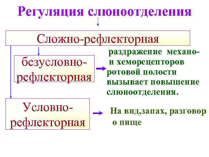 Рефлекторная регуляция функций. Механизм регуляции слюноотделения физиология. Схема рефлекторной регуляции слюноотделения.