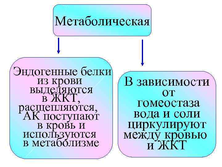 Метаболическая Эндогенные белки из крови В зависимости выделяются от в ЖКТ, гомеостаза расщепляются, вода