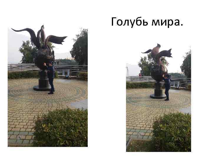 Голубь мира. 