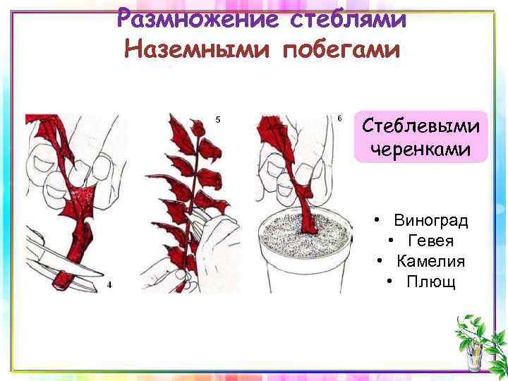 Размножение стеблями Наземными побегами Стеблевыми черенками • Виноград • Гевея • Камелия • Плющ