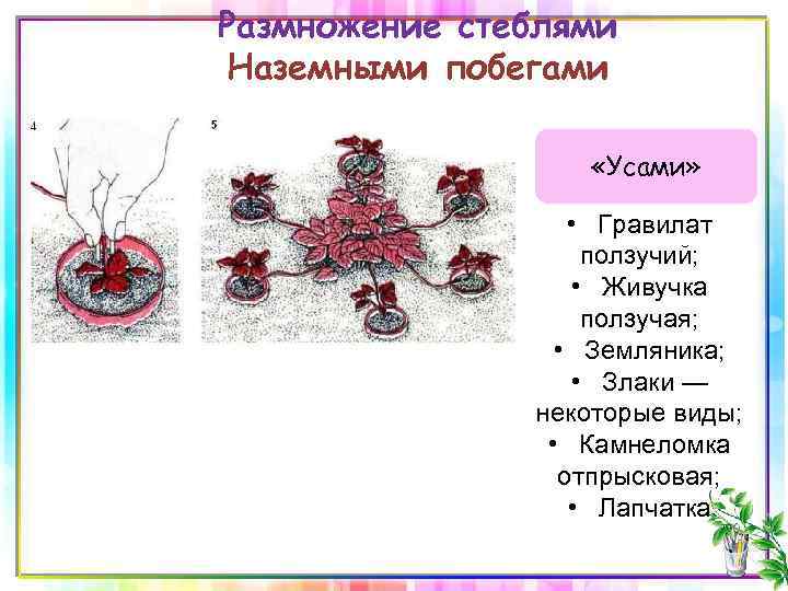 Размножение стеблями Наземными побегами «Усами» • Гравилат ползучий; • Живучка ползучая; • Земляника; •