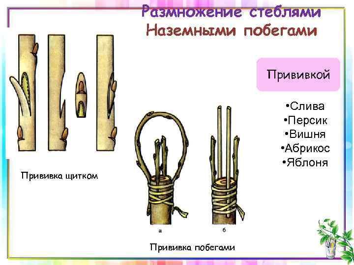 Размножение стеблями Наземными побегами Прививкой • Слива • Персик • Вишня • Абрикос •