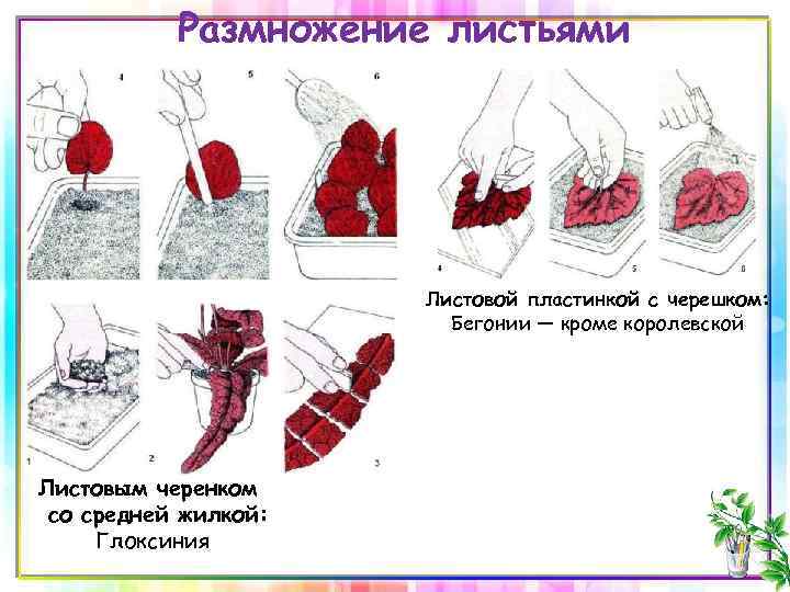 Размножение листьями Листовой пластинкой с черешком: Бегонии — кроме королевской Листовым черенком со средней