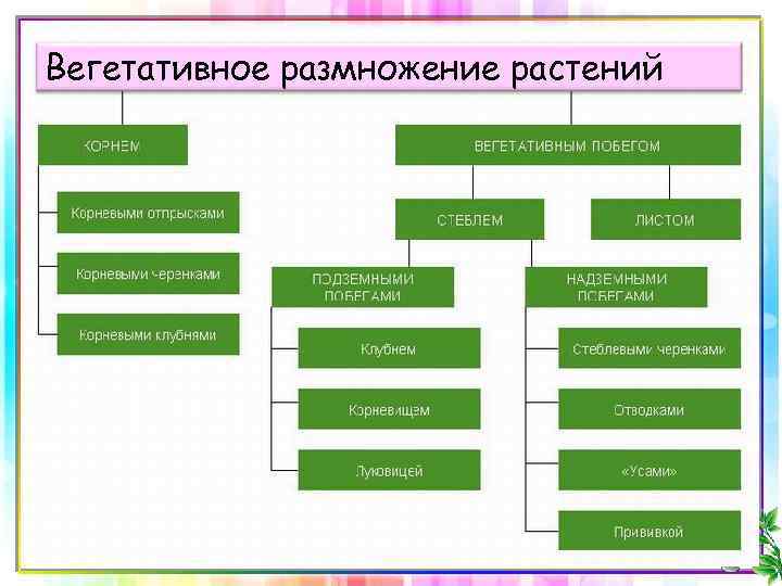 Вегетативное размножение растений 