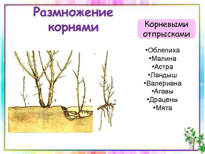 Размножение корнями Корневыми отпрысками • Облепиха • Малина • Астра • Ландыш • Валериана