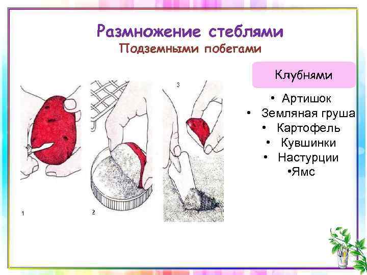 Размножение стеблями Подземными побегами Клубнями • Артишок • Земляная груша • Картофель • Кувшинки