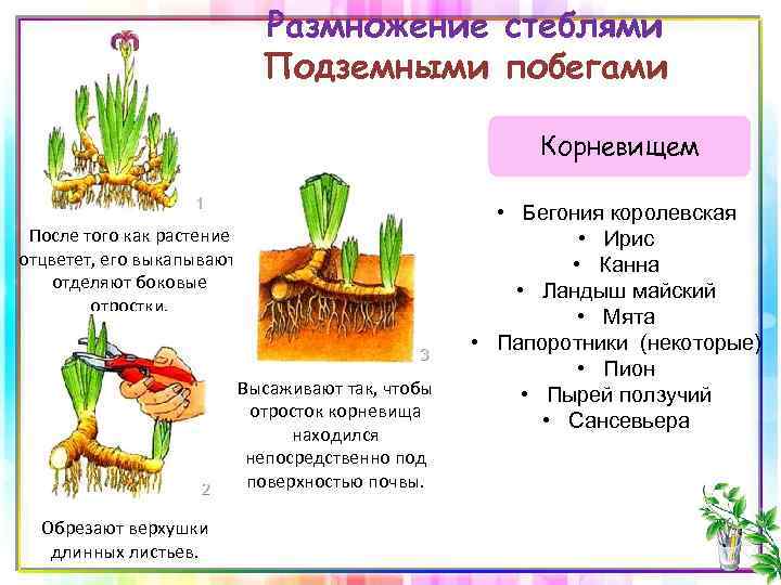 Размножение стеблями Подземными побегами Корневищем После того как растение отцветет, его выкапывают, отделяют боковые