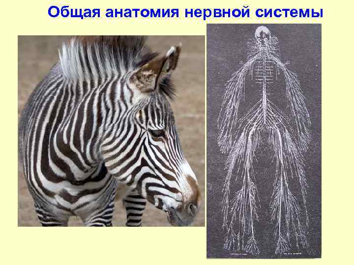 Общая анатомия нервной системы 