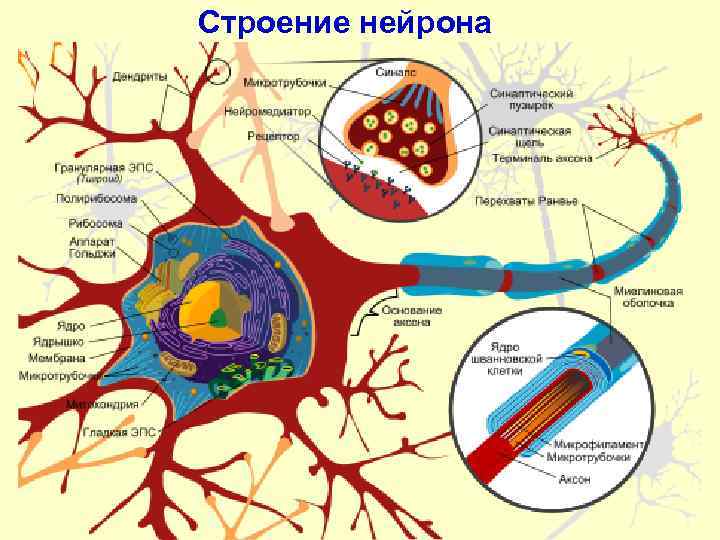 Строение нейрона 