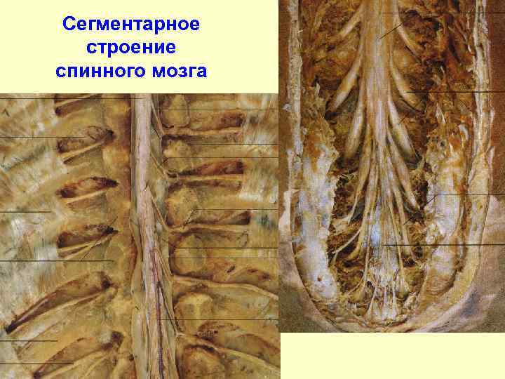 Сегментарное строение спинного мозга 