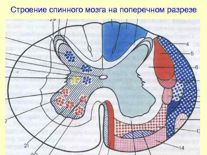 Строение спинного мозга в разрезе