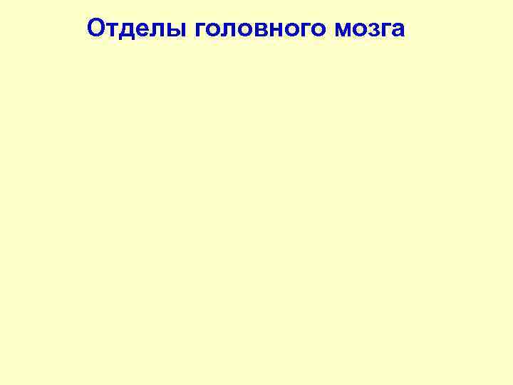 Отделы головного мозга 