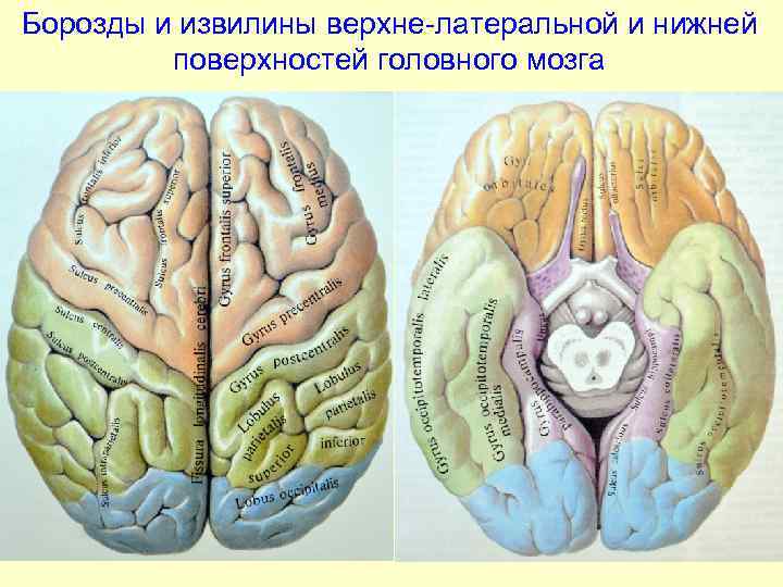 Борозды и извилины мозга человека. Борозды и извилины головного мозга анатомия. Борозды и извилины полушарий головного мозга. Извилины головном мозге анатомия нижняя поверхность. Борозды и извилины нижней поверхности полушария большого мозга.