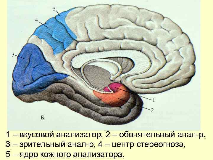 Обонятельные зоны мозга