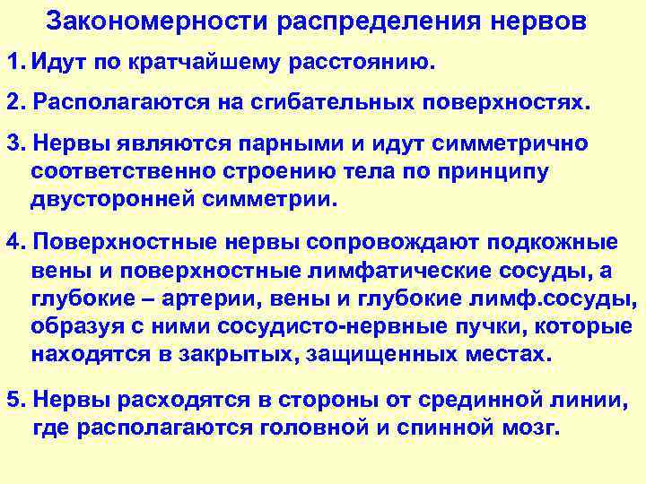 Закономерности распределения нервов 1. Идут по кратчайшему расстоянию. 2. Располагаются на сгибательных поверхностях. 3.