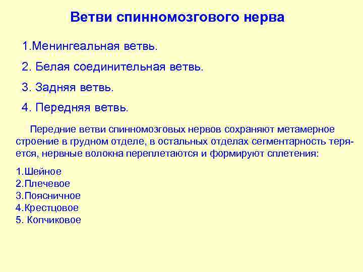 Ветви спинномозгового нерва 1. Менингеальная ветвь. 2. Белая соединительная ветвь. 3. Задняя ветвь. 4.