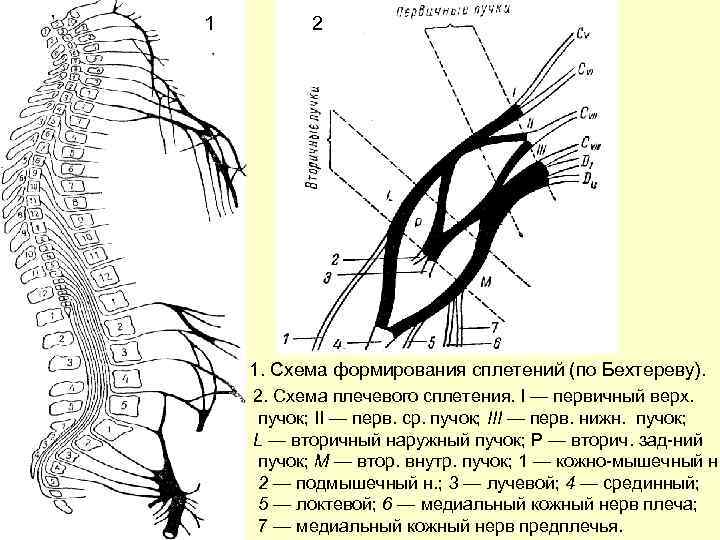 Плечо на схеме