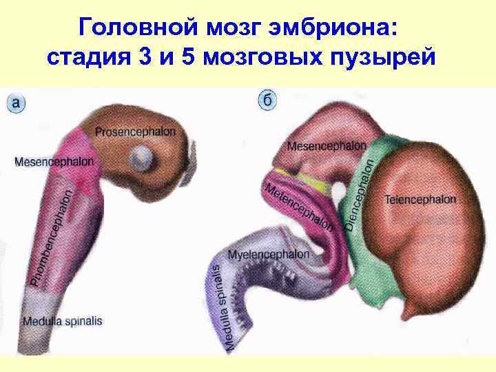 Стадия пяти мозговых пузырей