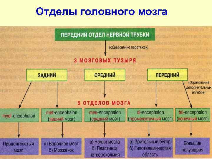 Отделы головного мозга 