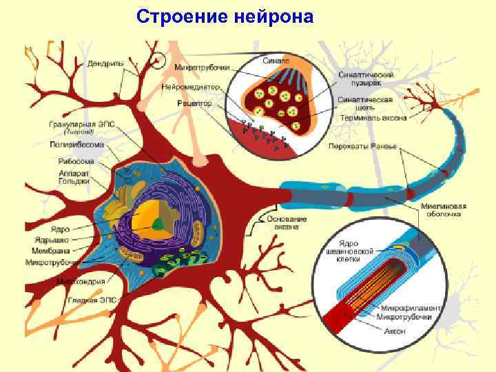 Строение нейрона 