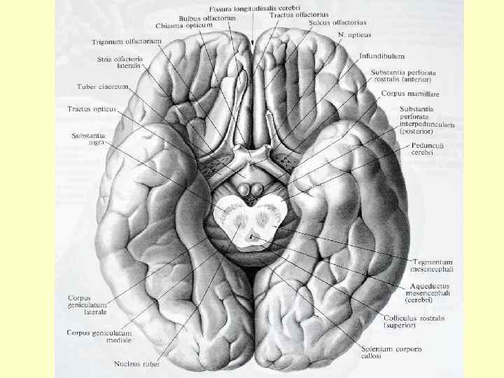 Поверхность головного мозга имеет. Нижняя поверхность головного мозга анатомия. Нижняя поверхность мозга извилины анатомия. Sulcus olfactorius анатомия. Нижняя поверхность головного мозга Сагиттальный.