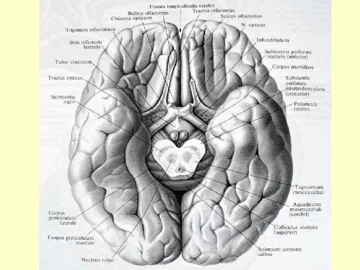Нижняя поверхность головного мозга анатомия борозды. Анатомические образования на нижней поверхности головного мозга. Sulcus olfactorius анатомия. Борозды и извилины нижней поверхности полушария.