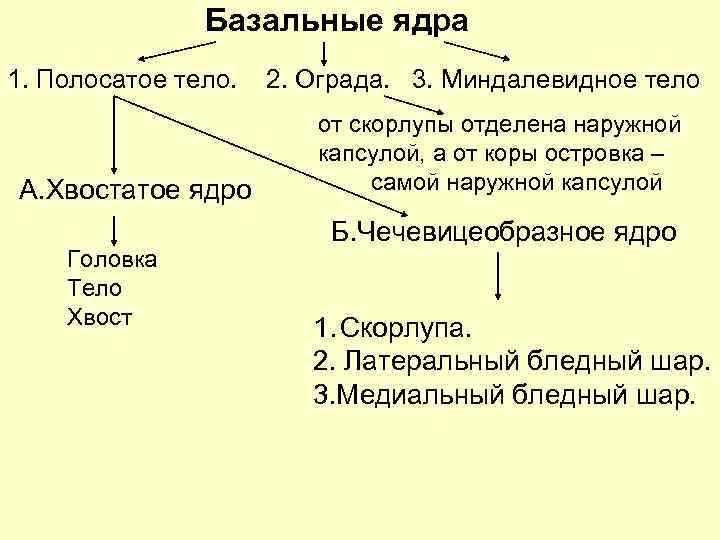 Базальные ядра 1. Полосатое тело. А. Хвостатое ядро Головка Тело Хвост 2. Ограда. 3.