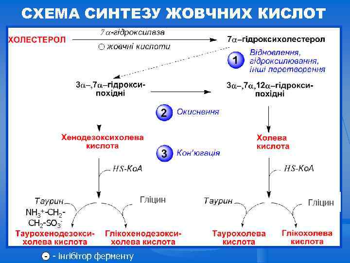 СХЕМА СИНТЕЗУ ЖОВЧНИХ КИСЛОТ Гліцин NH 3+-CH 2 -SO 3 - - інгібітор ферменту