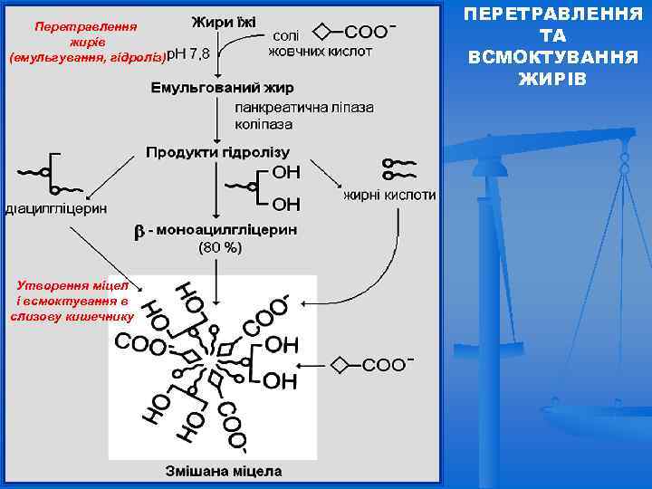 Перетравлення жирів (емульгування, гідроліз) Утворення міцел і всмоктування в слизову кишечнику ПЕРЕТРАВЛЕННЯ ТА ВСМОКТУВАННЯ