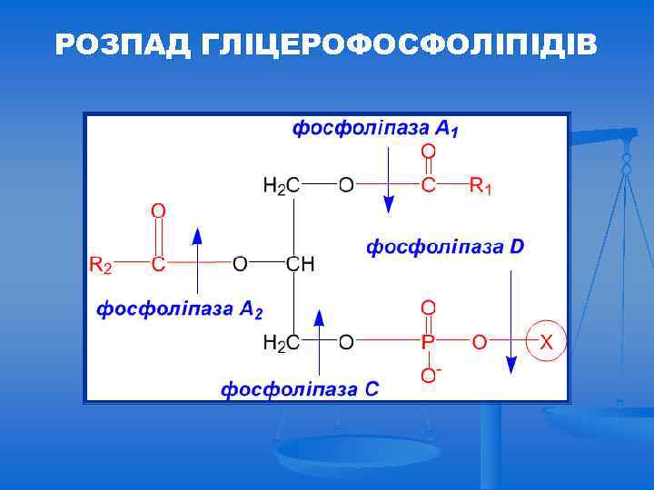 РОЗПАД ГЛІЦЕРОФОСФОЛІПІДІВ 