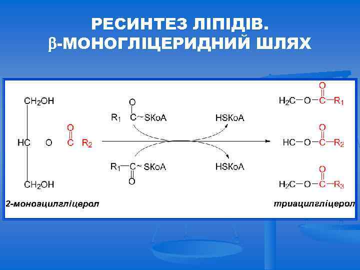 РЕСИНТЕЗ ЛІПІДІВ. -МОНОГЛІЦЕРИДНИЙ ШЛЯХ 