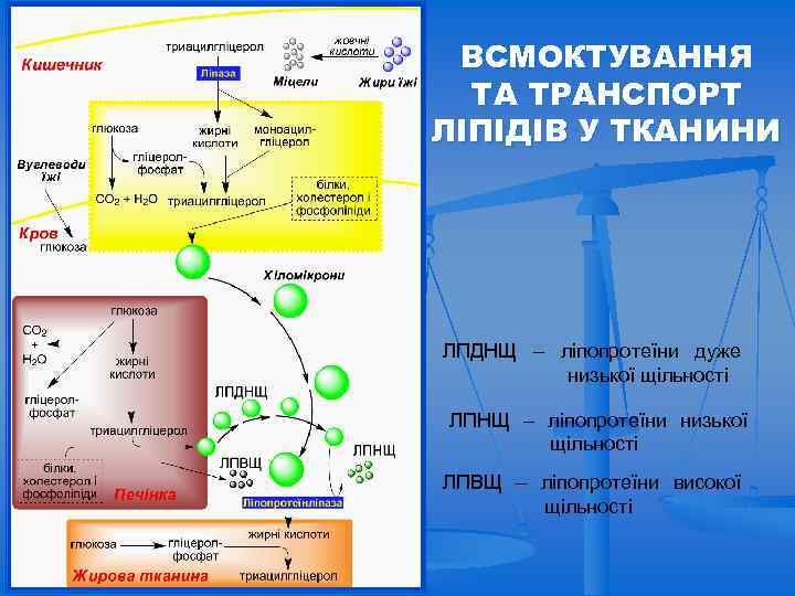 ВСМОКТУВАННЯ ТА ТРАНСПОРТ ЛІПІДІВ У ТКАНИНИ ЛПДНЩ – ліпопротеїни дуже низької щільності ЛПНЩ –