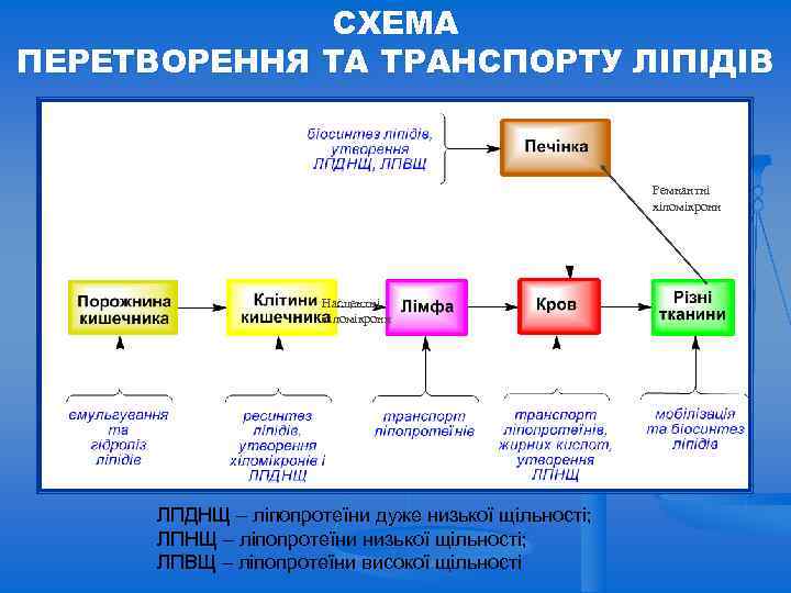 СХЕМА ПЕРЕТВОРЕННЯ ТА ТРАНСПОРТУ ЛІПІДІВ Ремнантні хіломікрони Насцентні хіломікрони ЛПДНЩ – ліпопротеїни дуже низької