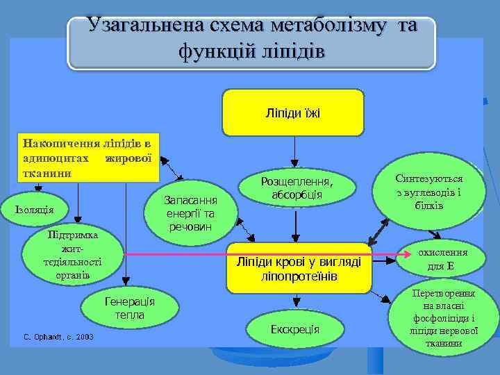 Узагальнена схема метаболізму та функцій ліпідів Ліпіди їжі Накопичення ліпідів в адипоцитах жирової тканини