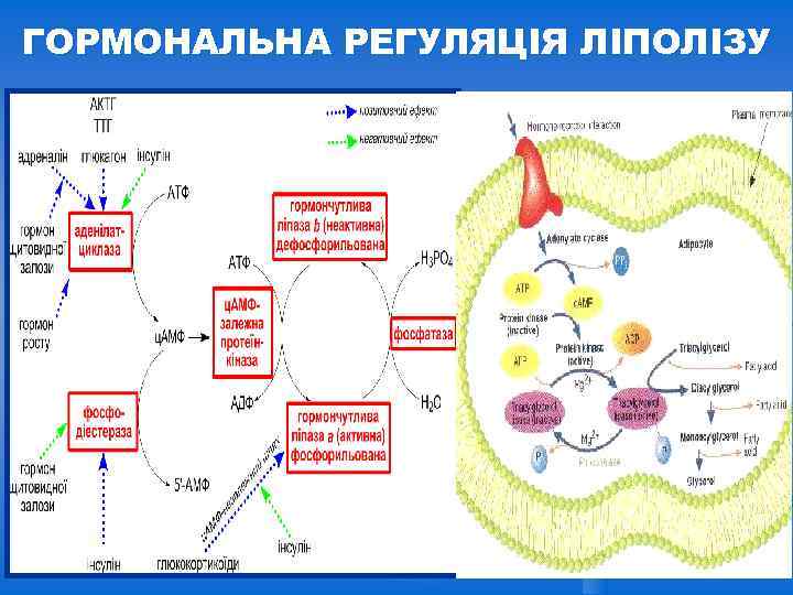 ГОРМОНАЛЬНА РЕГУЛЯЦІЯ ЛІПОЛІЗУ 