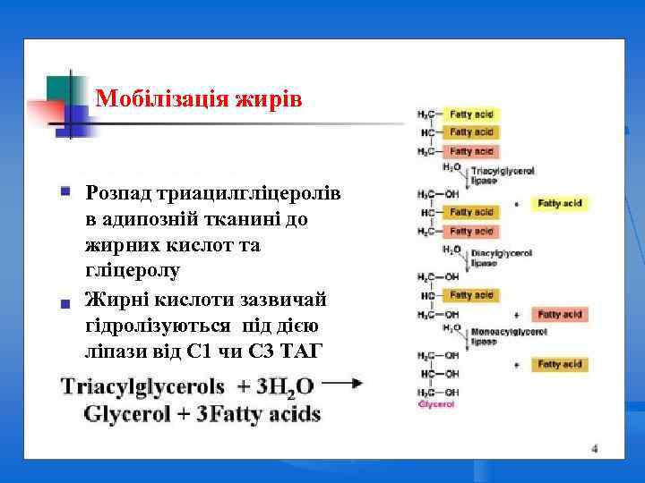 Мобілізація жирів Розпад триацилгліцеролів в адипозній тканині до жирних кислот та гліцеролу Жирні кислоти
