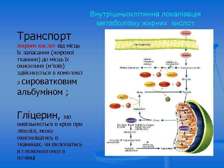 Внутрішньоклітинна локалізація метаболізму жирних кислот Транспорт жирних кислот від місць їх запасання (жирової тканини)