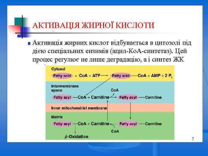 Lipid Metabolism АКТИВАЦІЯ ЖИРНОЇ КИСЛОТИ Активація жирних кислот відбувається в цитозолі під дією спеціальних