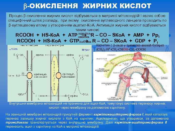  -ОКИСЛЕННЯ ЖИРНИХ КИСЛОТ Процес -окислення жирних кислот відбувається в матриксі мітохондрій і являє