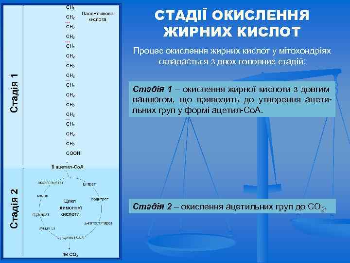 Пальмітинова кислота СТАДІЇ ОКИСЛЕННЯ ЖИРНИХ КИСЛОТ Стадія 2 Стадія 1 Процес окислення жирних кислот
