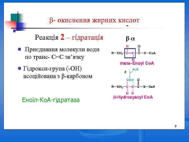 Beta Oxidation β- окиснення жирних кислот Реакція 2 – гідратація Приєднання молекули води по