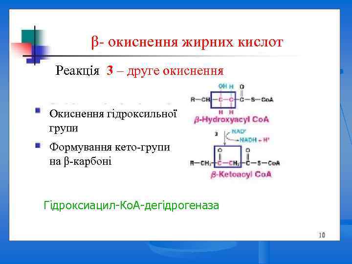 Beta Oxidation β- окиснення жирних кислот Реакція 3 – друге окиснення Окиснення гідроксильної групи