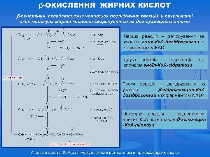  -ОКИСЛЕННЯ ЖИРНИХ КИСЛОТ -окислення складається із чотирьох послідовних реакцій, у результаті яких молекула