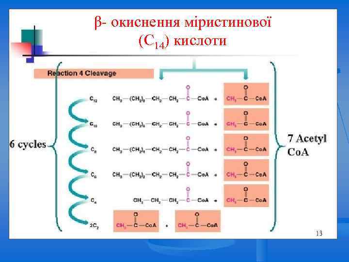 β- окиснення міристинової (С 14) кислоти 