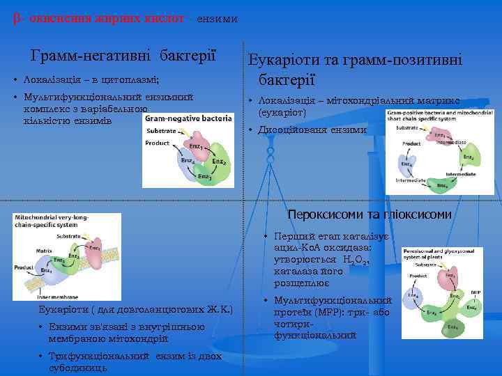  - окиснення жирних кислот - ензими Грамм-негативні бактерії • Локалізація – в цитоплазмі;