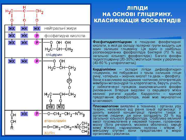 ЛІПІДИ НА ОСНОВІ ГЛІЦЕРИНУ. КЛАСИФІКАЦІЯ ФОСФАТИДІВ нейтральні жири фосфатидна кислота гліцерин Фосфатидилгліцерин є похідною