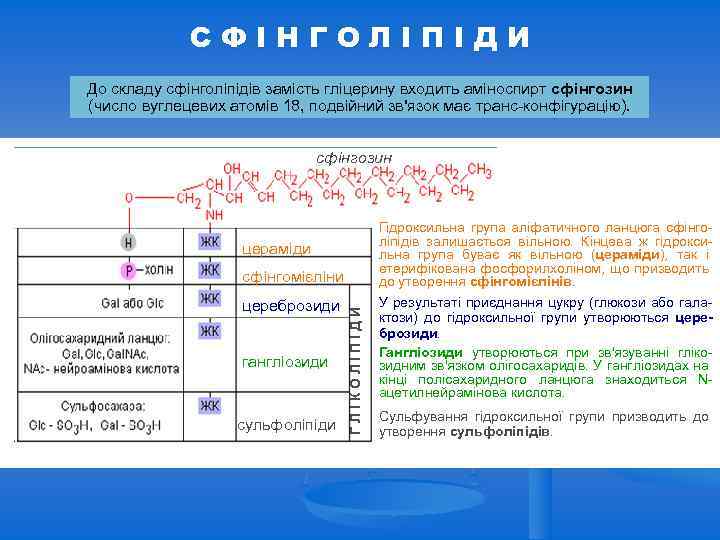 СФІНГОЛІПІДИ До складу сфінголіпідів замість гліцерину входить аміноспирт сфінгозин (число вуглецевих атомів 18, подвійний